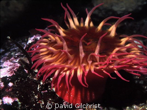 Anemone sp. ,Queen Charlotte Islands-Canada's Pacific Nor... by David Gilchrist 
